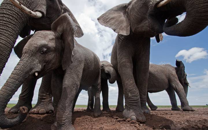 Salt und WWF mit gemeinsamem Mobilfunkangebot WWF Swiss