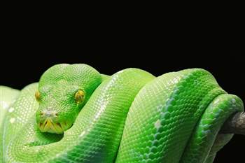 Python wieder beliebteste Programmiersprache
