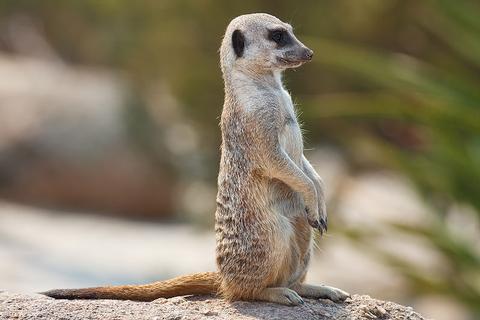 Ubuntu 10.10 heisst 'Maverick Meerkat'